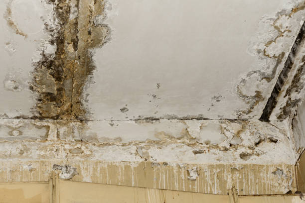 Professional Mold Prevention & Removal  in Ranchos De Taos, NM